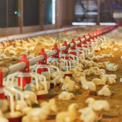 نظام التعليف في حظائر الدواجن