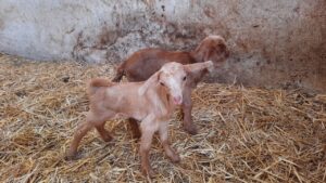 Read more about the article طرق مساعدة الماعز  عند تعسرها في الولادة