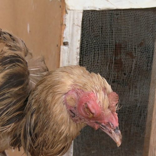 مرض الكوريزا ... (الأعراض والعلاج والوقاية)