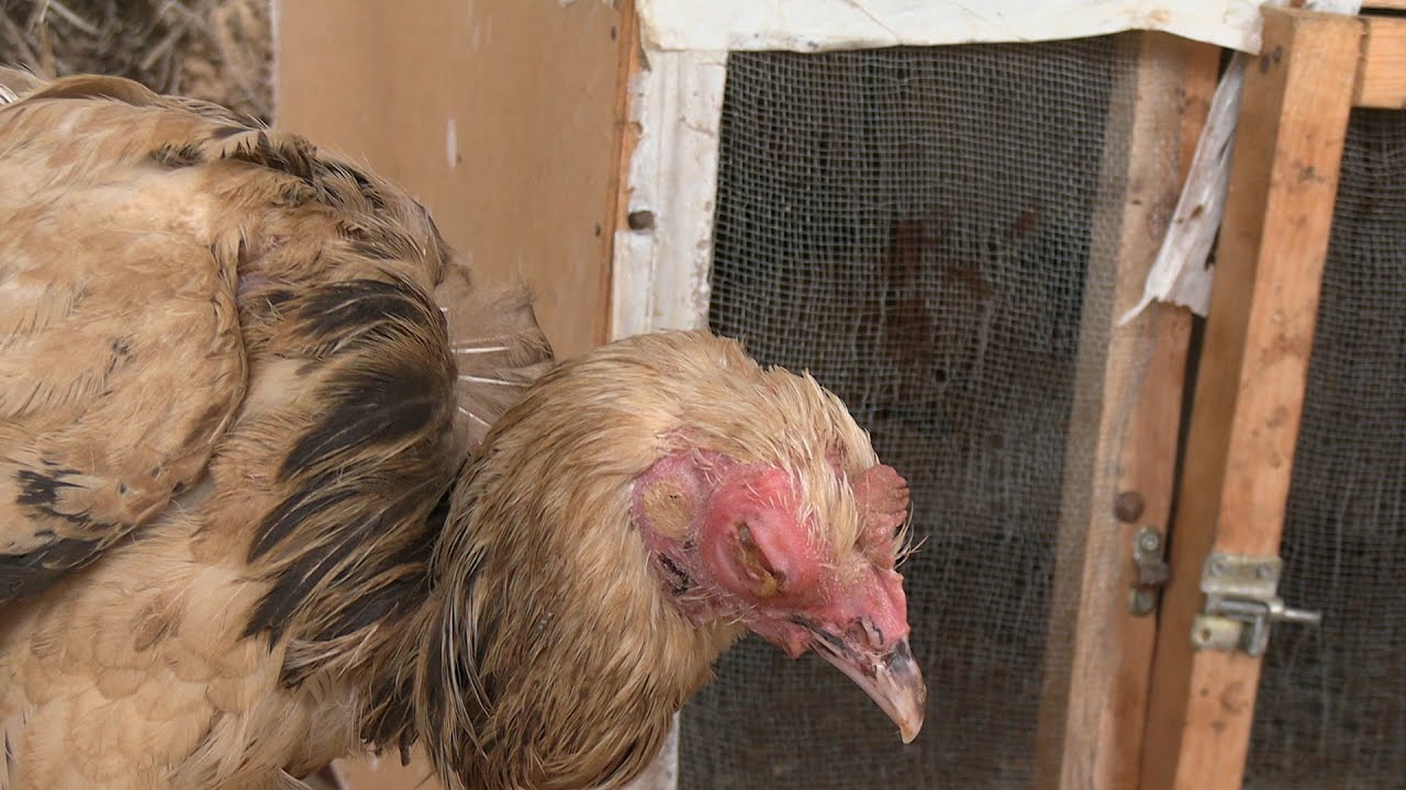 Read more about the article مرض الكوريزا … (الأعراض والعلاج والوقاية)