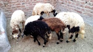Read more about the article الإسهال عند الأغنام.. أبرز أسبابه وطرق تلافي حدوثه
