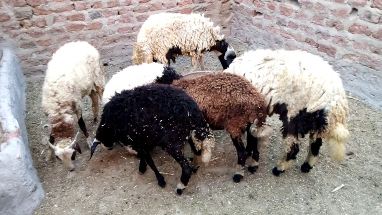 Read more about the article الإسهال عند الأغنام.. أبرز أسبابه وطرق تلافي حدوثه