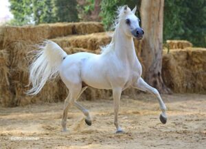 Read more about the article أهمية العلف العشبي كمصدر غذائي للخيول