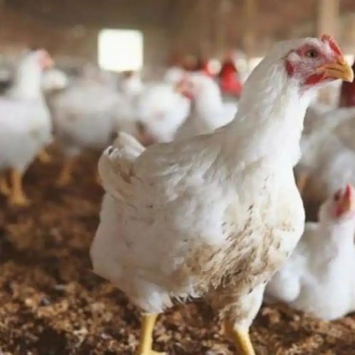 تأثير الميكوبلازما على صناعة الدواجن: