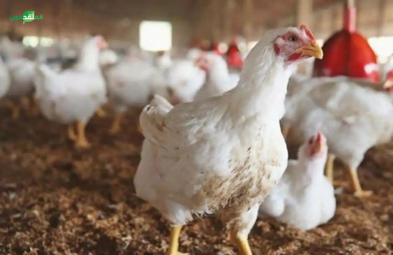 Read more about the article ما هو تأثير الميكوبلازما على صناعة الدواجن