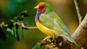 Read more about the article تربية طيور الزينة