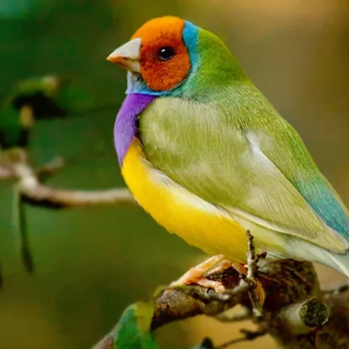 تربية طيور الزينة