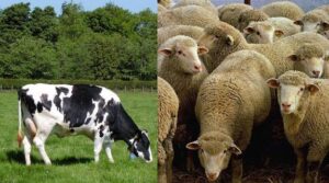 Read more about the article نصائح لرعاية الأبقار والأغنام خلال فصل الشتاء