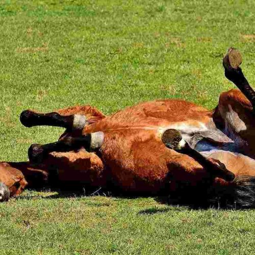 كيفية وقاية الخيول من الإصابة بقرحة المعدة