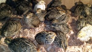 Read more about the article تربية وإنتاج سمان اللاحم والبياض