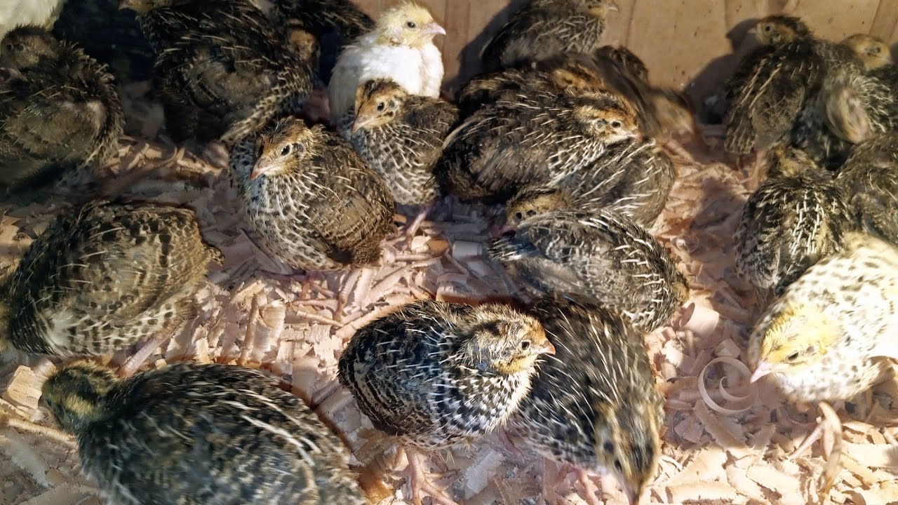 You are currently viewing تربية وإنتاج سمان اللاحم والبياض