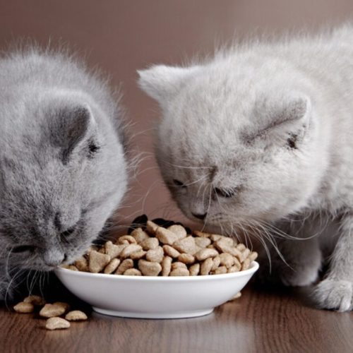 ما هي الأطعمة الممنوعة التي تسبب خطورة للقطط