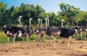 Read more about the article البرنامج الوقائي لتحصين «النعام»