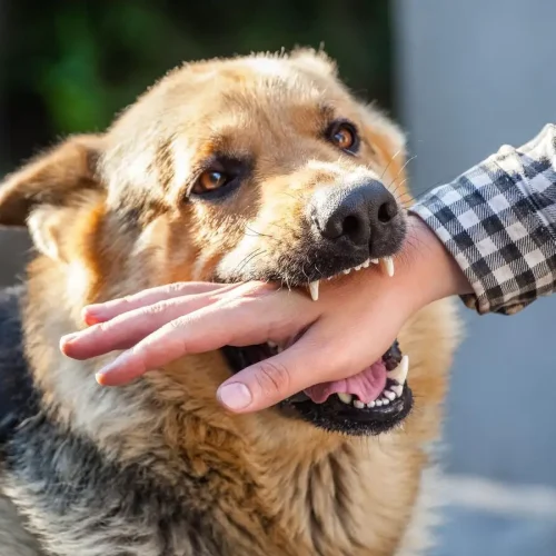 كيف يتم تشخيص وعلاج عضة الحيوان؟