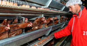 Read more about the article درجة الحرارة المثالية للدواجن