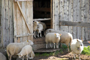 Read more about the article أعراض وعلاج مرض شلل الحملان عند الأغنام