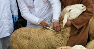 Read more about the article مميزات وعيوب التلقيح الاصطناعي في الإغنام والماعز