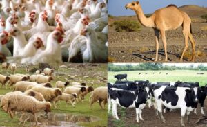 Read more about the article  تأثير التغيرات المناخية على الإنتاج الداجني والحيواني والأسماك