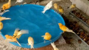 Read more about the article اهمية الاستحمام للطيور