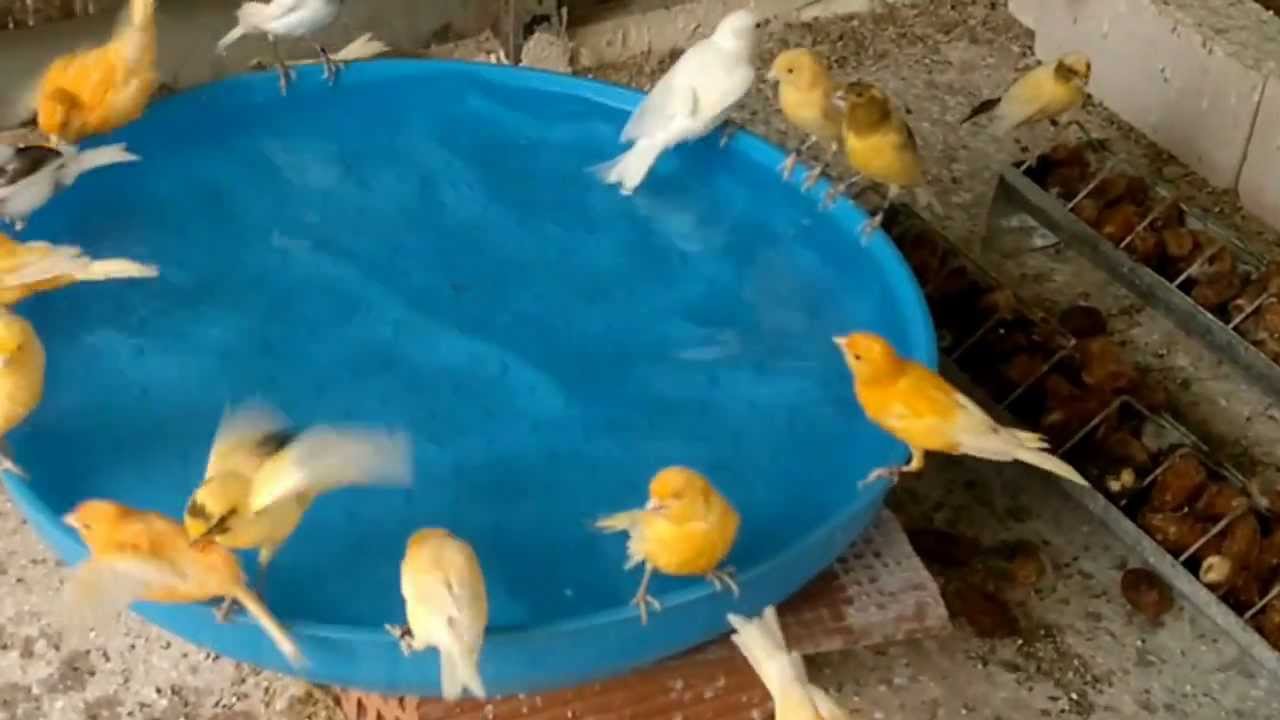 Read more about the article اهمية الاستحمام للطيور