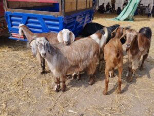 Read more about the article نصائح في تربية الماعز