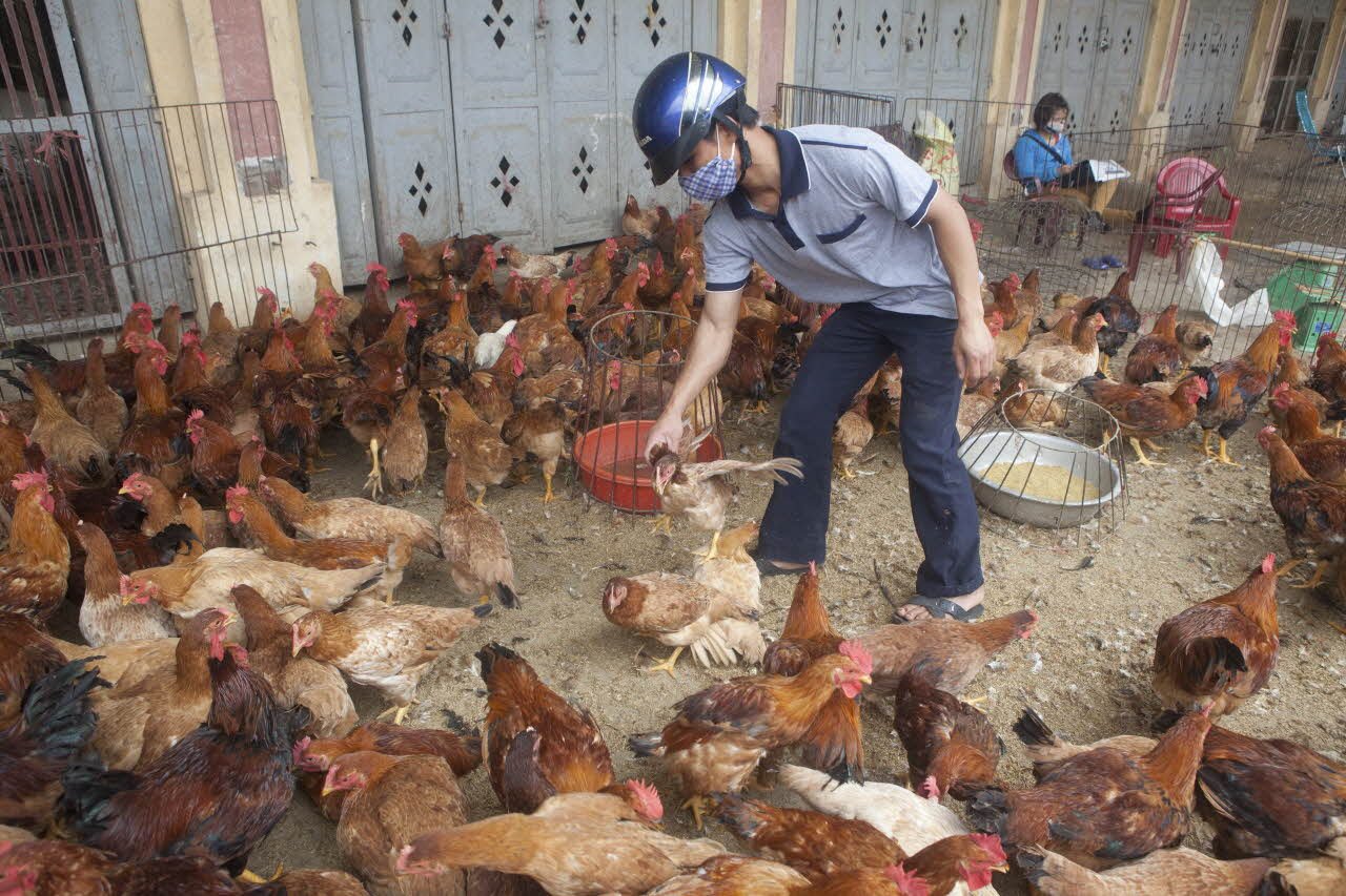 You are currently viewing الأمراض العصبية في الدواجن