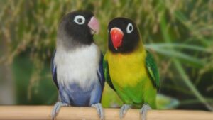 Read more about the article تعرف على أفضل طرق لتربية طيور الحب