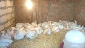 Read more about the article أفضل علاج لمرض البرد والعطس عند الدجاج