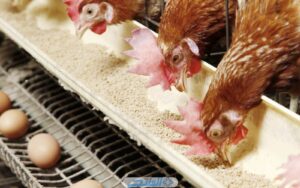 Read more about the article التأثيرات السلبية لتراكم غاز الأمونيا في حظائر الدواجن