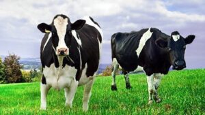 Read more about the article أعراض طفيليات الدم في الماشية