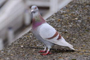 Read more about the article أنواع الحمام وأسس الاختيار عند التربية