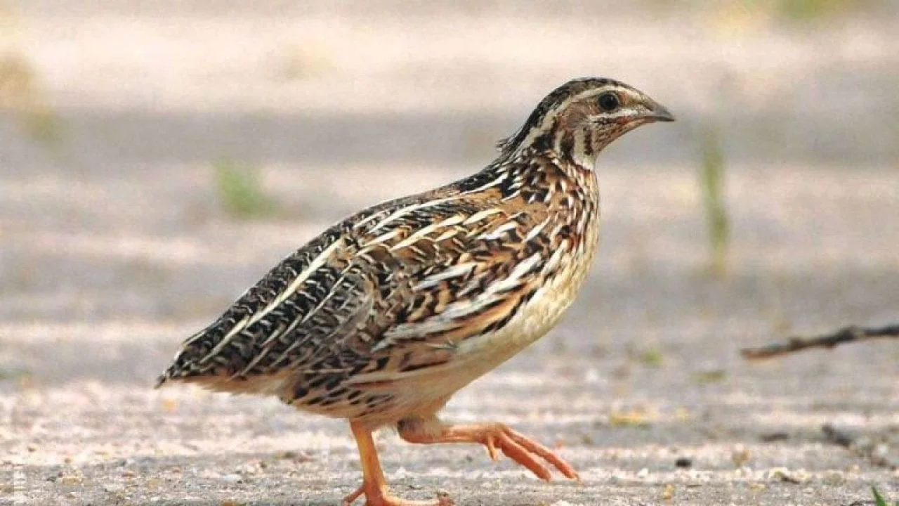 Read more about the article عيوب تربية السمان