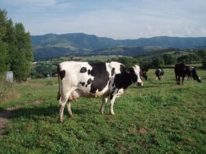 Read more about the article أفضل أنواع الأبقار المنتجة للحليب