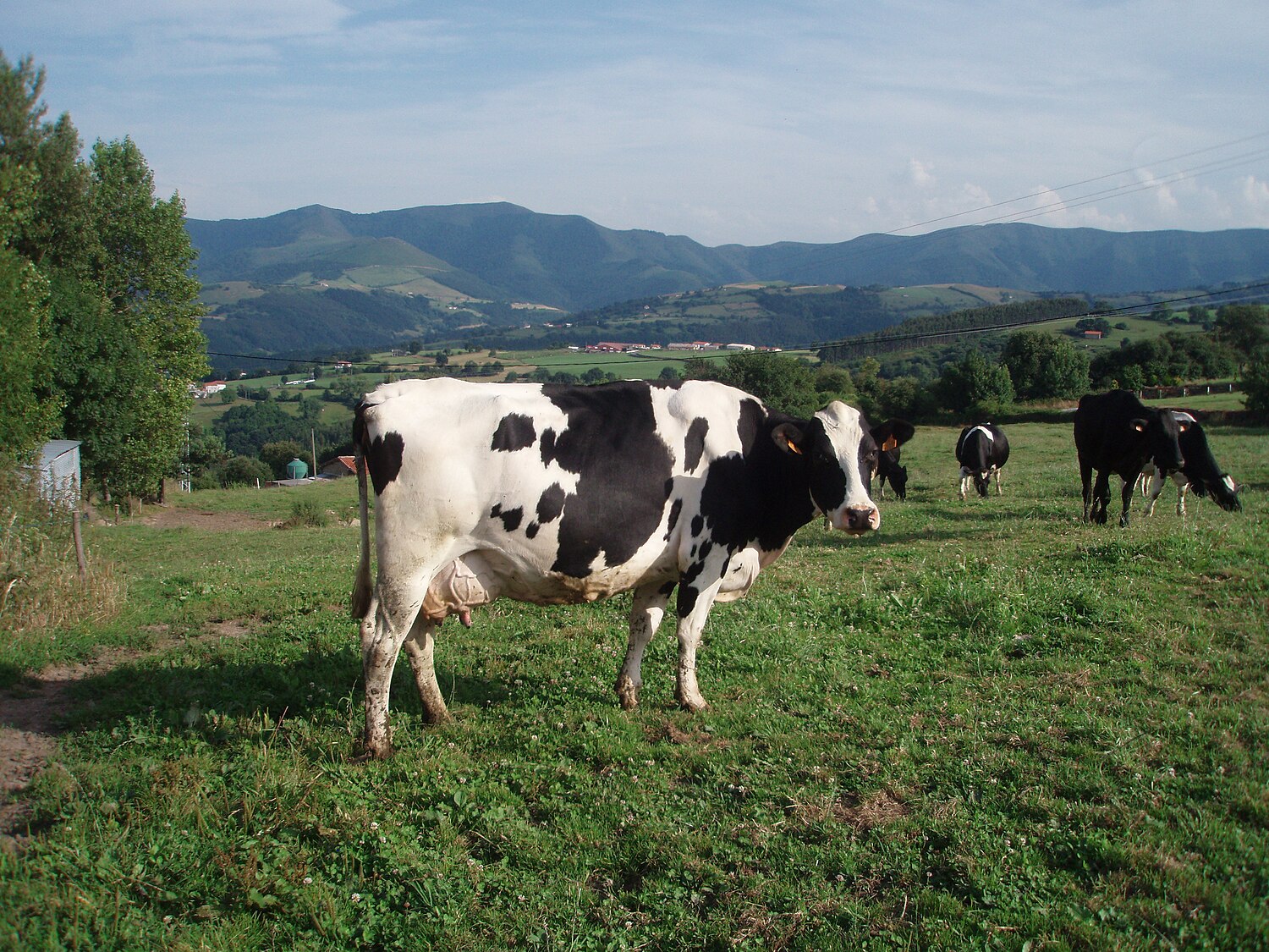 Read more about the article أفضل أنواع الأبقار المنتجة للحليب