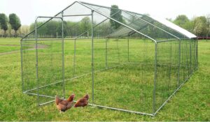 Read more about the article أمور يجب مراعاتها عند بناء حظائر الدجاج