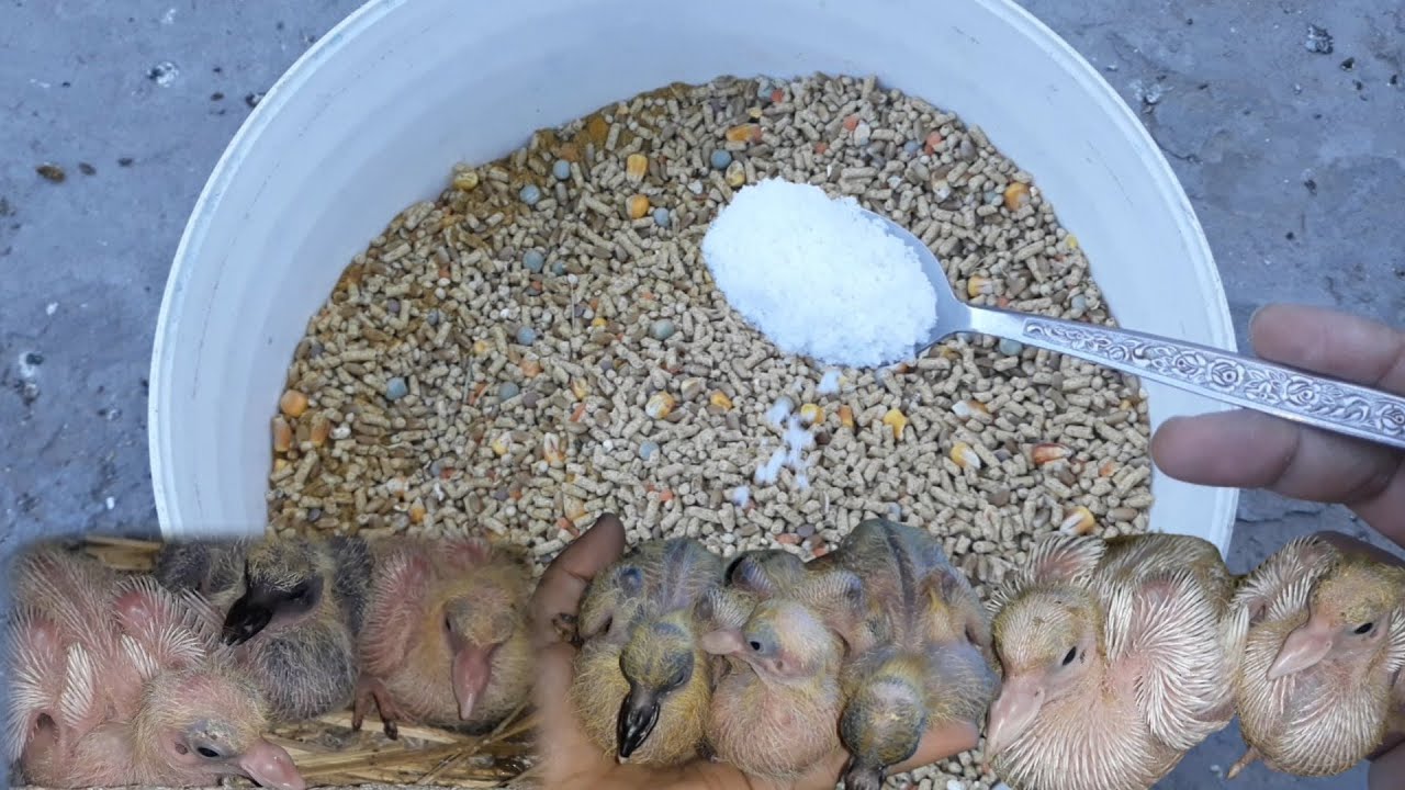 اهمية ملح الطعام للحمام لزيادة إنتاج البيض