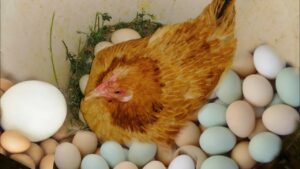 Read more about the article ما هي شروط تحضين بيض الدجاج؟