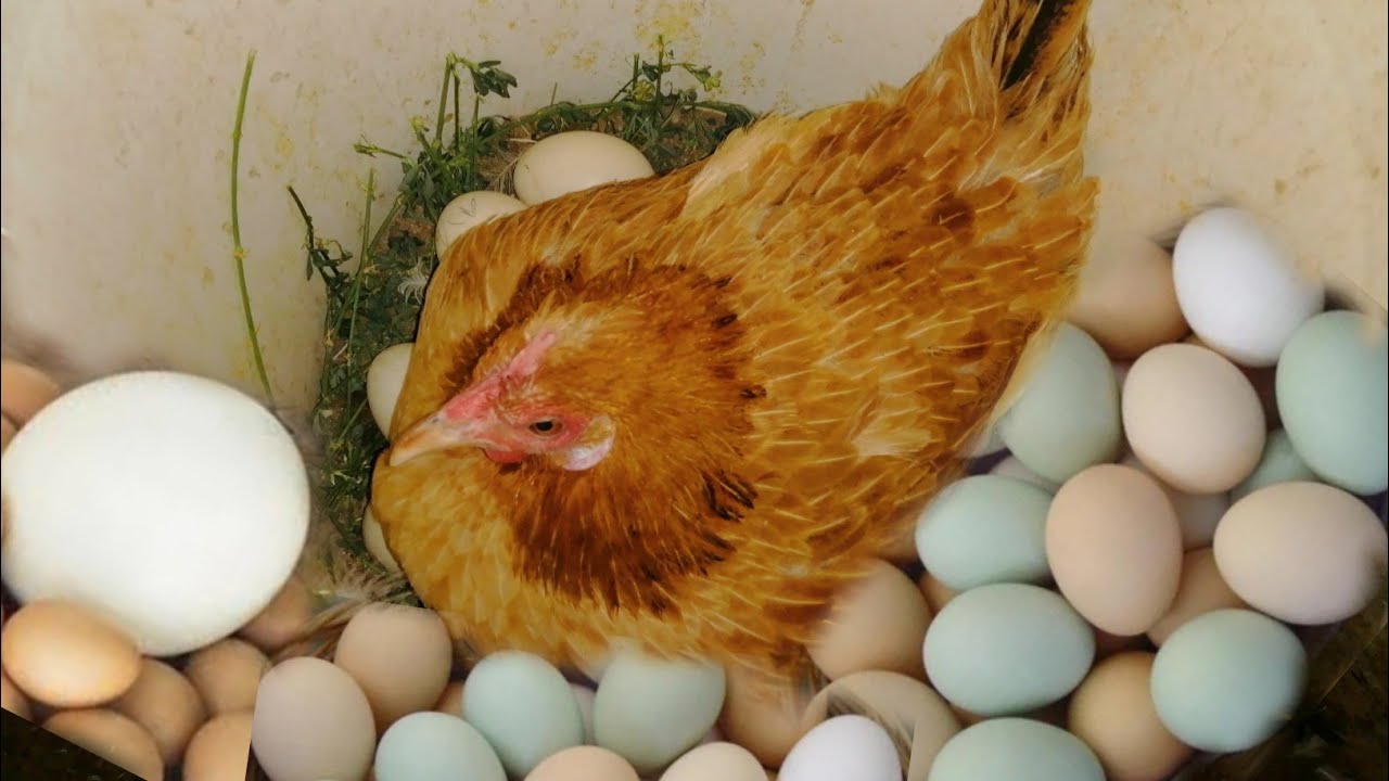 Read more about the article ما هي شروط تحضين بيض الدجاج؟