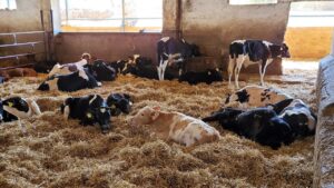 Read more about the article تغذية العجول الرضيعة والعناية بها