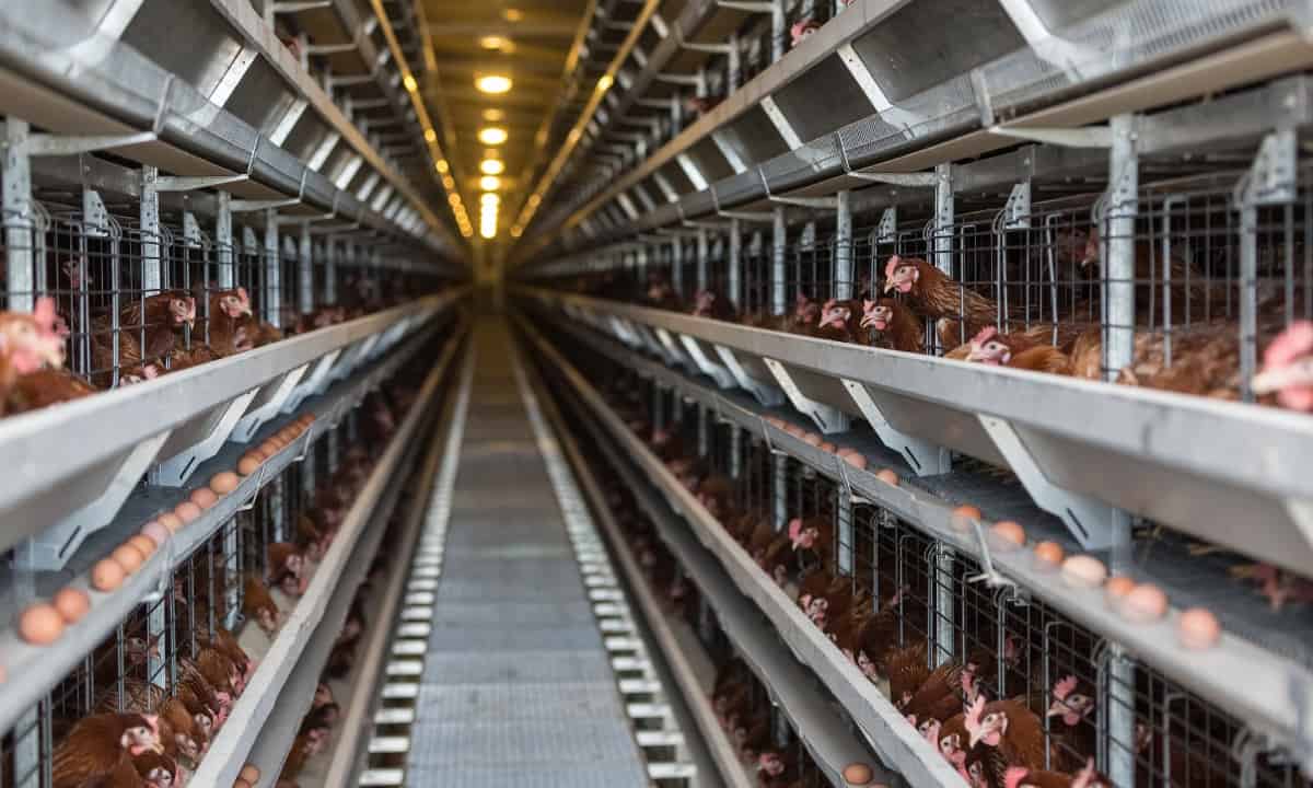 Read more about the article تربية الدواجن فى البطاريات