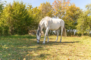 Read more about the article نصائح حول تقديم الرعاية للخيول الهزيلة