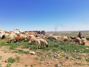 Read more about the article 7 إجراءات لحماية قطيع الماشية في فصل الصيف