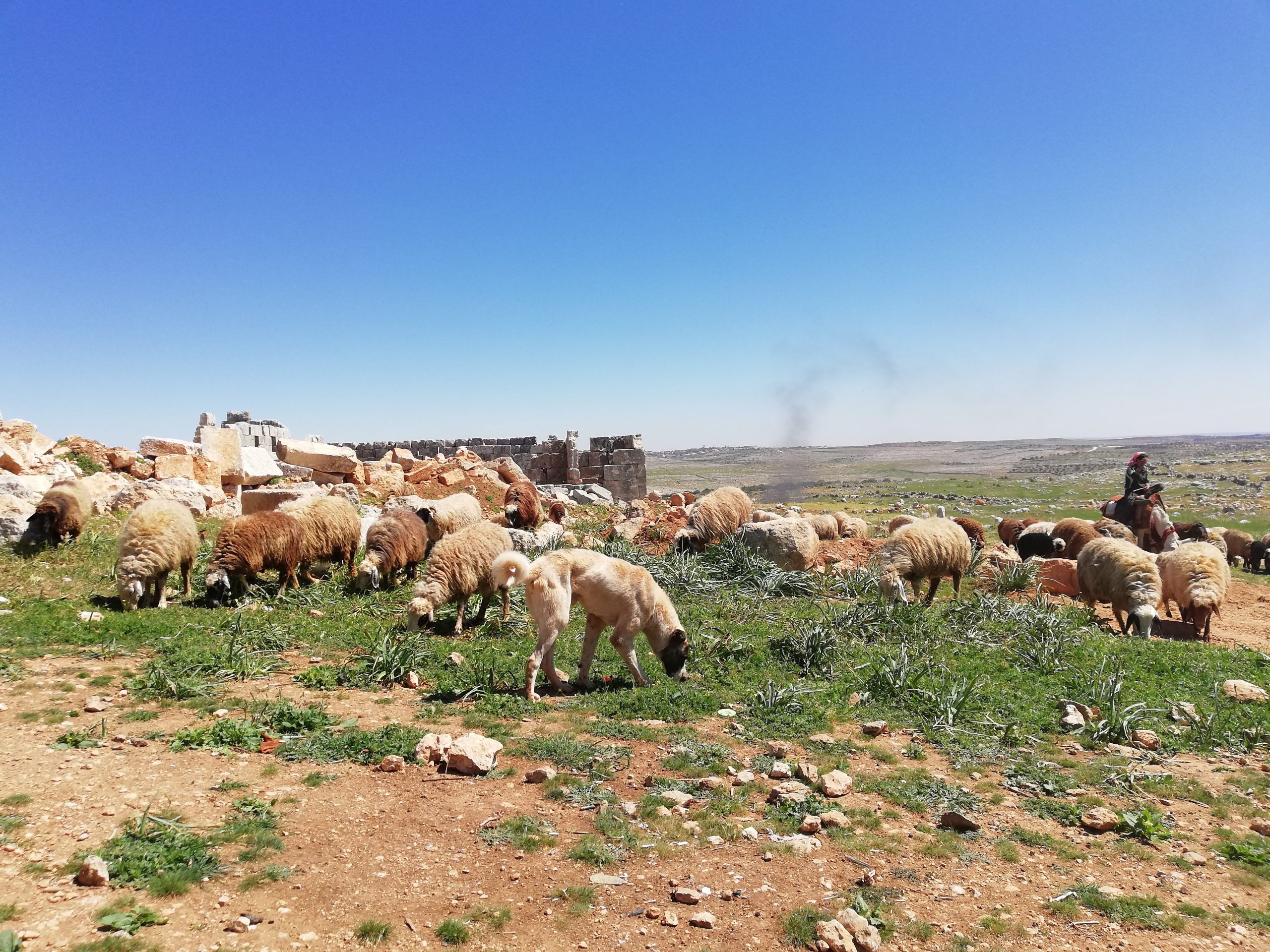 You are currently viewing 7 إجراءات لحماية قطيع الماشية في فصل الصيف