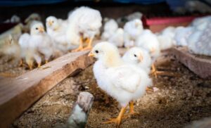 Read more about the article أهم طرق التخلص من الطيور النافقة