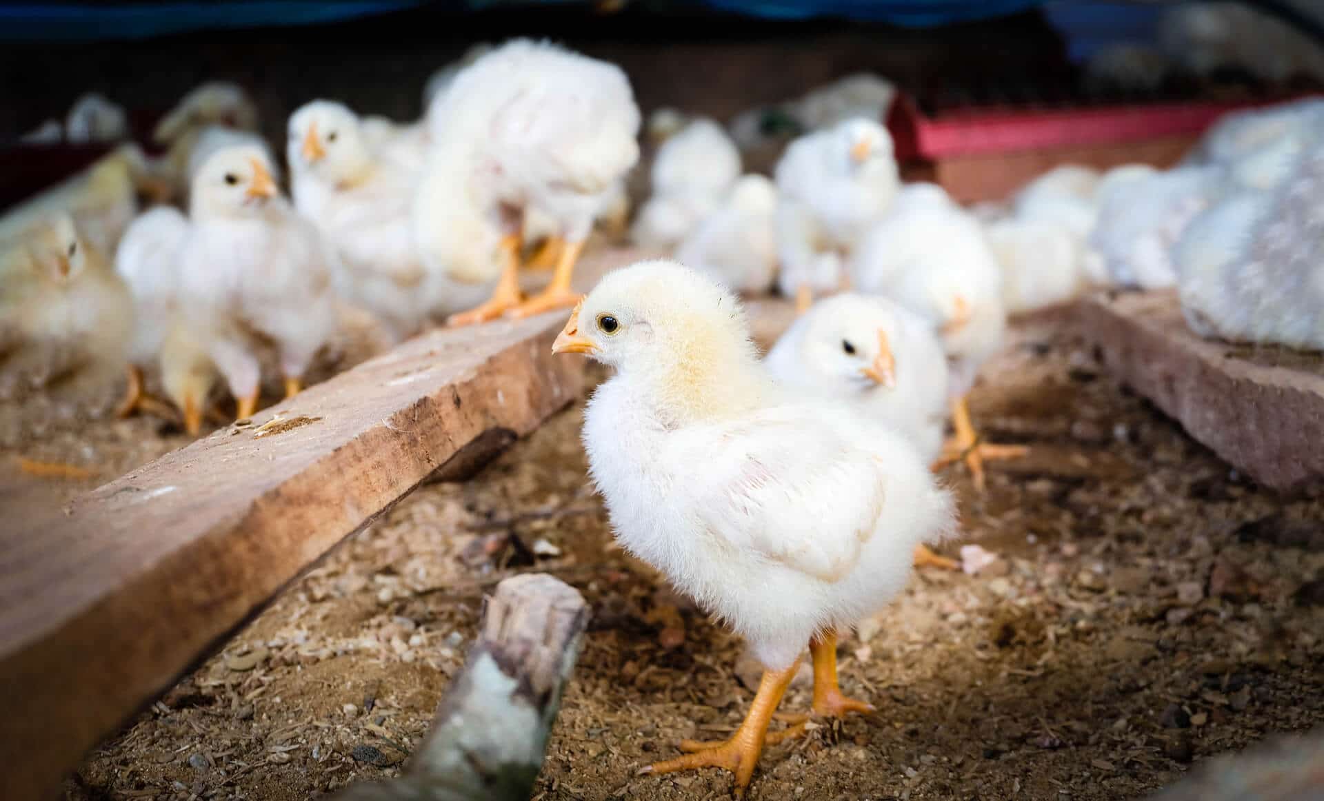 Read more about the article أهم طرق التخلص من الطيور النافقة