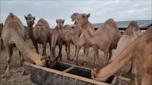 Read more about the article طرق إعطاء الأدوية في الإبل