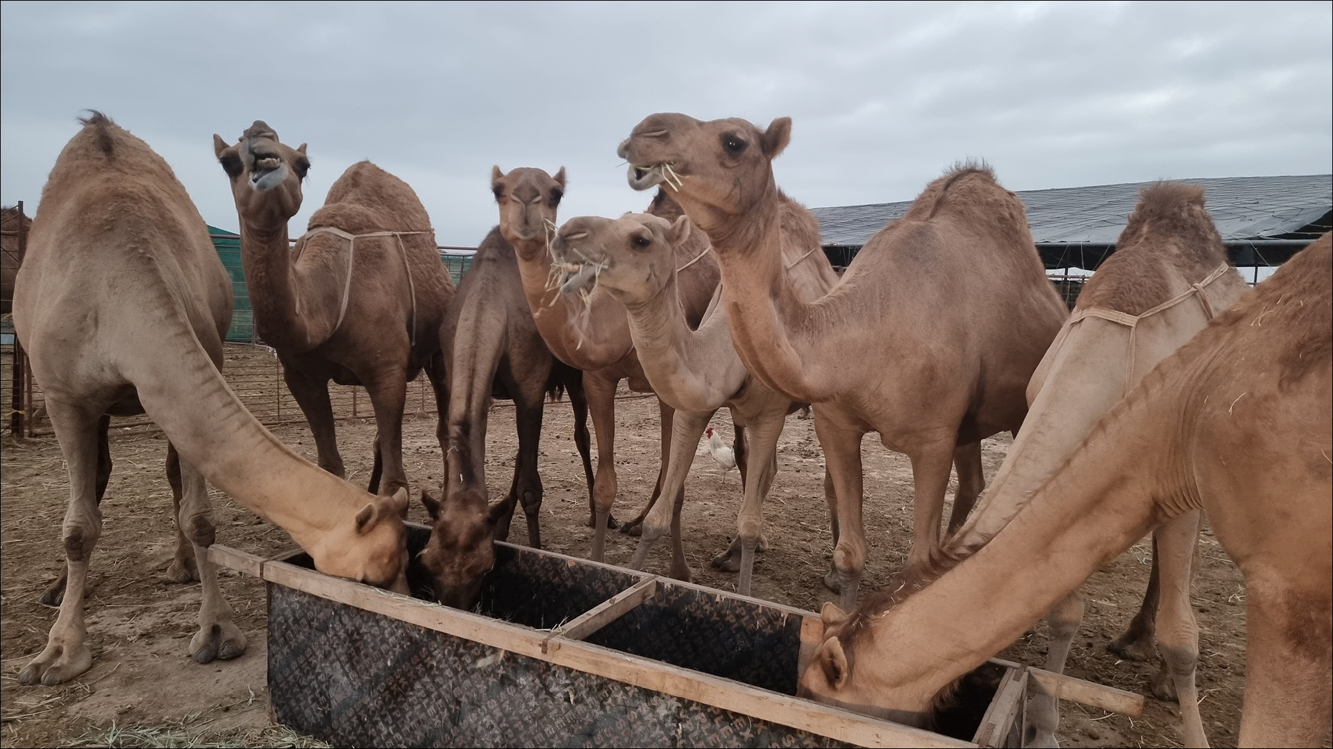 Read more about the article طرق إعطاء الأدوية في الإبل