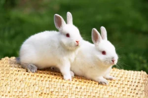 Read more about the article تربية الأرانب ومزايا الاستثمار في هذا المشروع