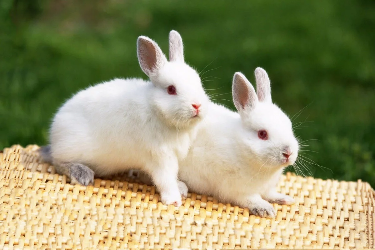 Read more about the article تربية الأرانب ومزايا الاستثمار في هذا المشروع