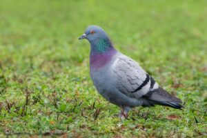 Read more about the article مزايا “الحمام اللاحم” الفرنسي وأبرز الفوارق عن السلالات الأخرى